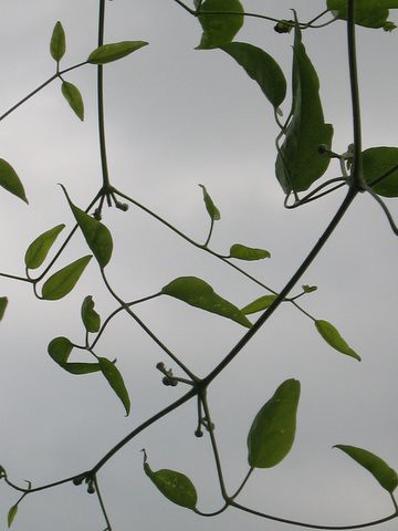 02 leaves 