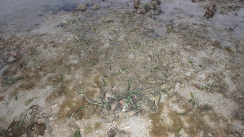 Seagrasses of Terumbu Raya