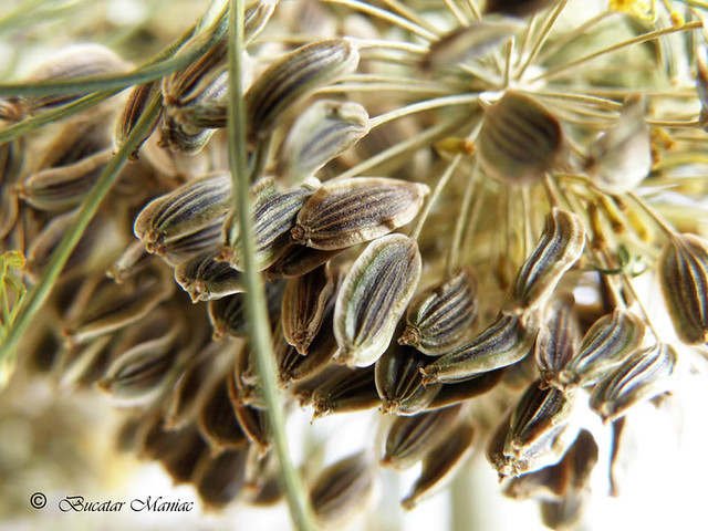 Seminţele de mărar, bune pentru stomac | Click