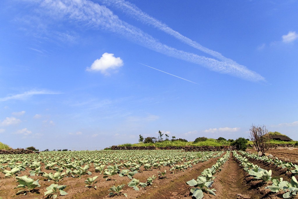 Farming Yard at Jeju Island