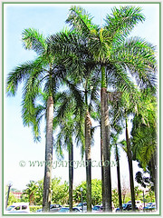 Roystonea regia (Cuban Royal Palm, Florida Royal Palm, Royal Palm) can grow between 15-30 m tall, 28 March 2011