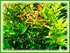 Syzygium myrtifolium (Red Lip, Wild Cinnamon, Australian Brush Cherry, Kelat Paya/Oil in Malay)