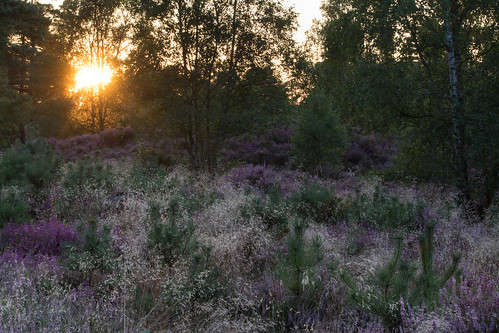 sunset witleycommon surrey landscape sun view heath heathland heather grasses