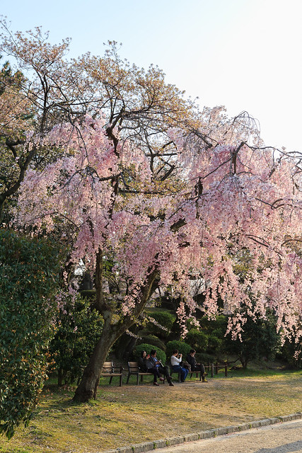 遠巻きの枝垂れ桜