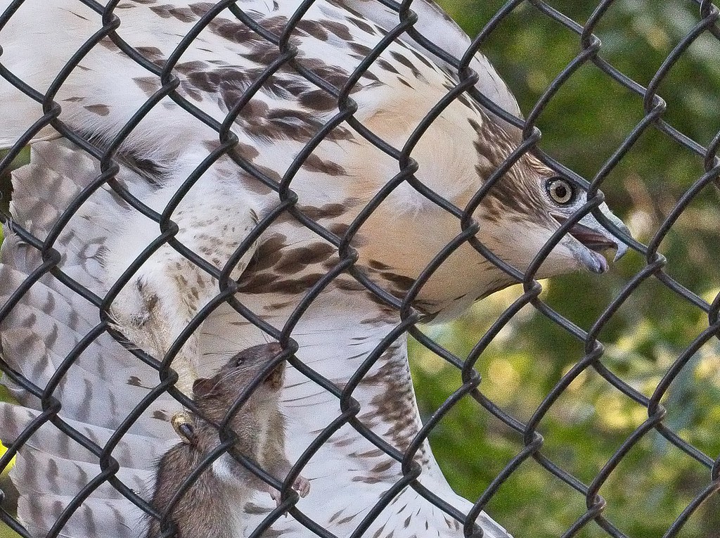 Tompkins fledgling #1 stuck in a fence