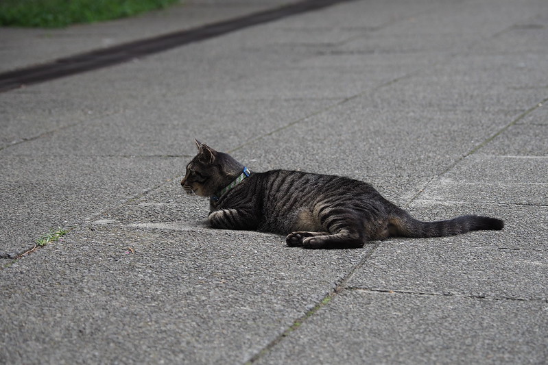 東池袋中央公園の猫。餌待ち中のキジ虎。
