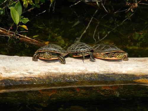 Three turtles on a log