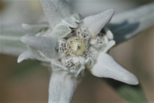 Leontopodium nivale subsp. alpinum - edelweiss  35654027653_24a20d1d56