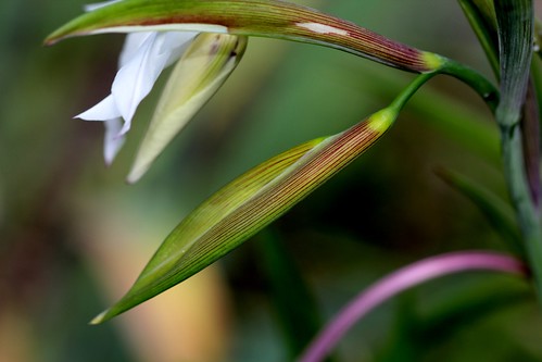 Gladiolus murielae (= Acidanthera murielae) - glaïeul d'Abyssinie 35688607963_daf11f266c