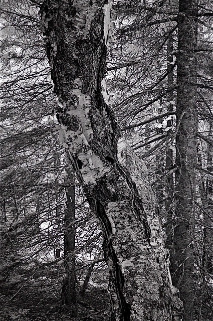 twisted birch