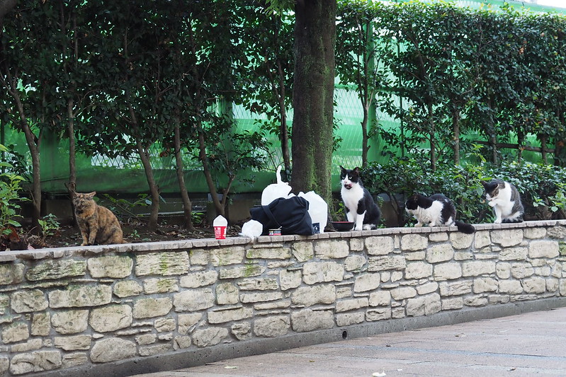 池袋駅前公園の猫。餌待ち行列。