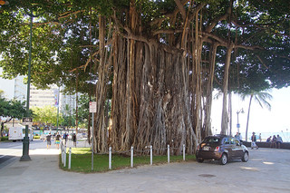 021 banyan tree Waikiki beach