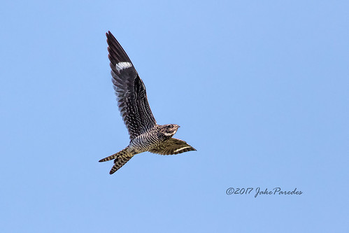 evergladesphotographicsociety birdwatcher commonnighthawk flight westdelrayregionalpark