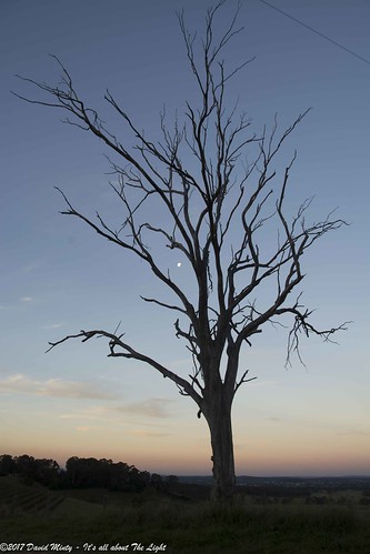 sky sunset moon plants tree mountview newsouthwales australia au