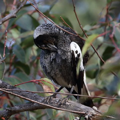 Juvenile Australian Magpie at Wungong Gorge