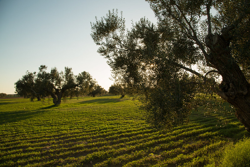 Is Your Olive Oil the Real Thing? Terra Delyssa Is.