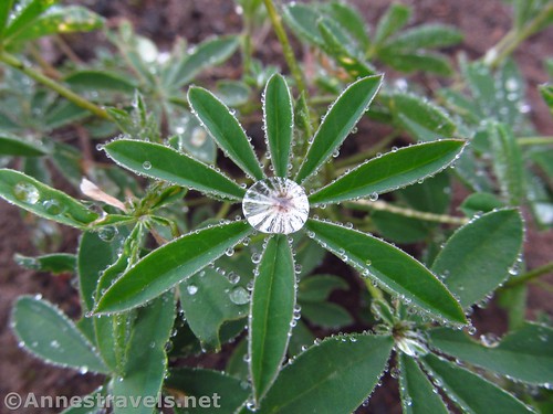 Dewdrops on the lupine leaves along the Mazama Trail in Mt. Hood National Forest, Oregon