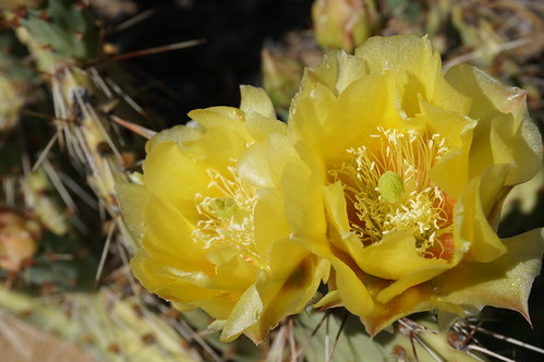 newmexico simoncanyon pricklypear cactus yellow bloom mtnhc