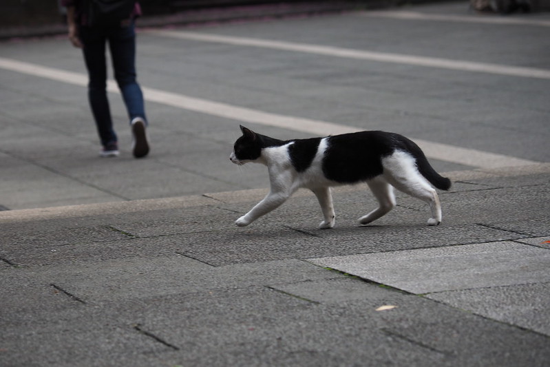 東池袋中央公園の猫。さてさて遊ぶかねな黒白八割れ。