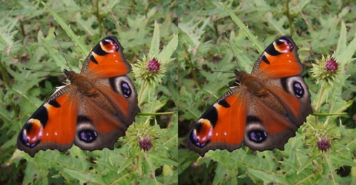 Inachis io, stereo parallel view