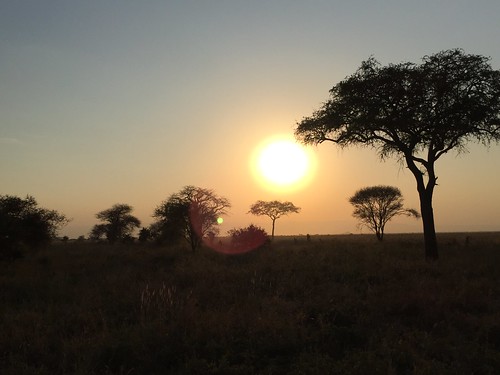 tarangire tanzania africa travelwider eastafrica safari