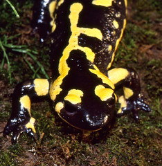 Fire Salamander (Salamandra salamandra) - Photo of Faugères