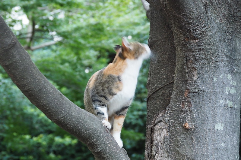 池袋東口中央公園の猫。木登りな三毛猫。