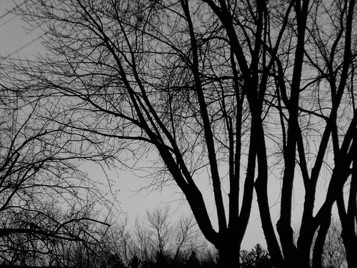 marshfield wi wisconsin centralwisconsin woodcounty outdoors outside bw blackandwhite blackwhite palmettoavenue palmettoave tree trees landscape sky