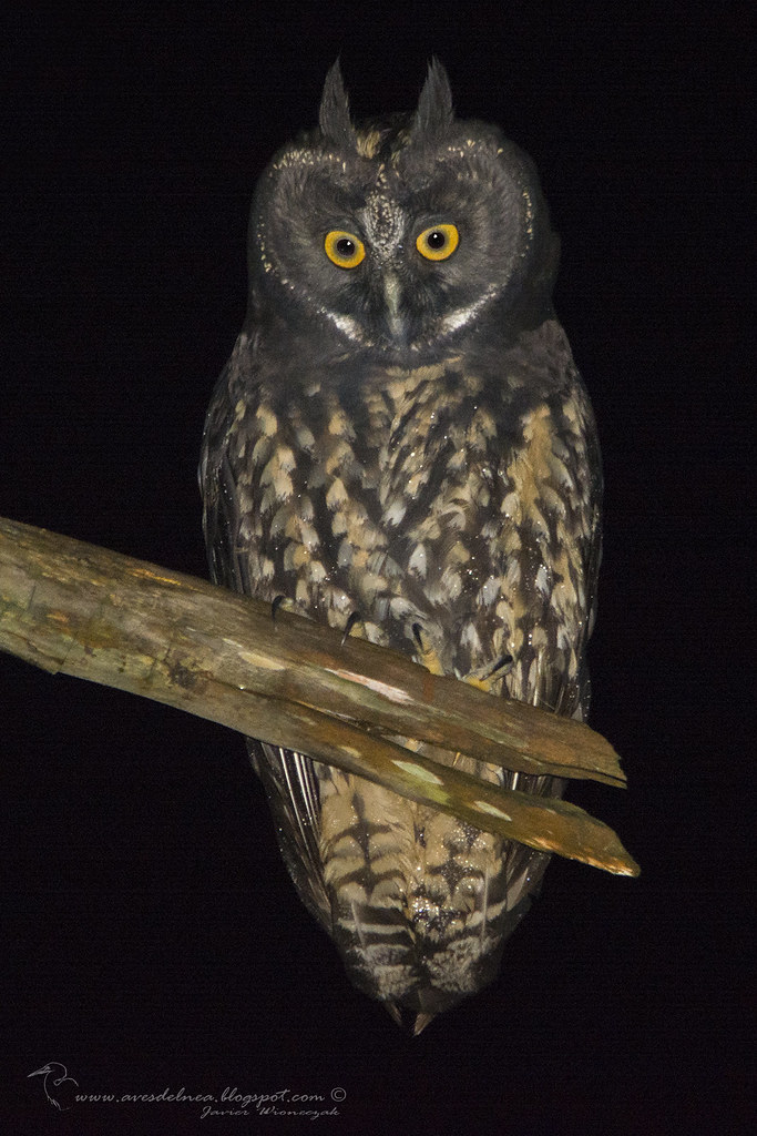 Lechuzón Negruzco (Stygian Owl) Asio stygius (Wagler, 1832)