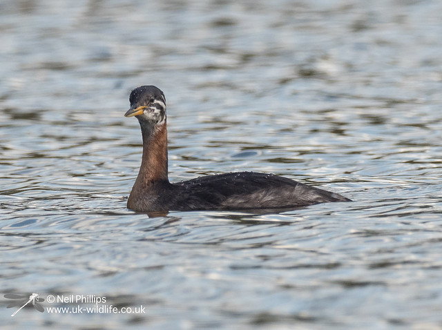 Red necked grebe-10