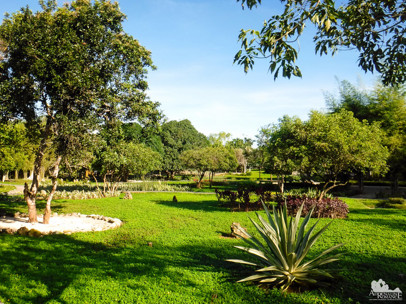 Garden at Bluewater Panglao Beach Resort