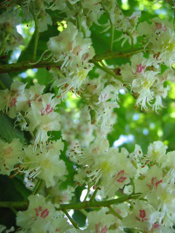 chestnut in blossom 