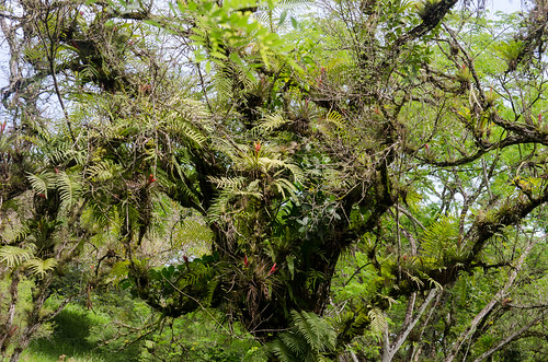 epiphytes epífitas nature naturaleza tillandsias insitushot tyllandsiasp fern helechos epiphyticfern bromeliad panama chiriqui chiriquilowlands lowlandspanama centralamerica tropicallandscape árbol pastureland