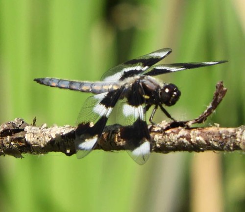 Eight-spotted Skimmer, Scriber Lake Park, WA