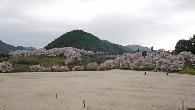 弥栄湖スポーツ公園の桜(2)