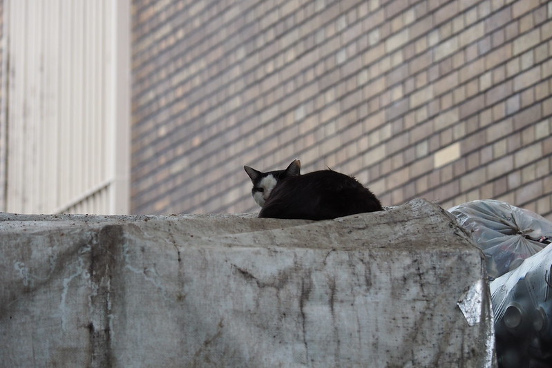 東池袋中央公園の猫。ハウスの上でお休み中のキジブチ。