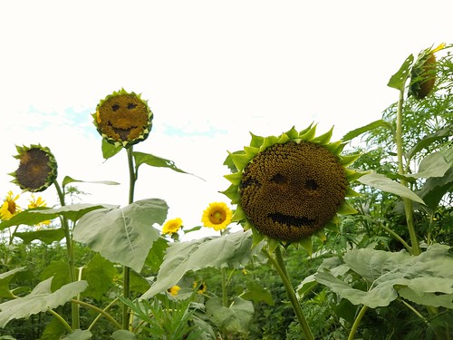 Sunflower Faces