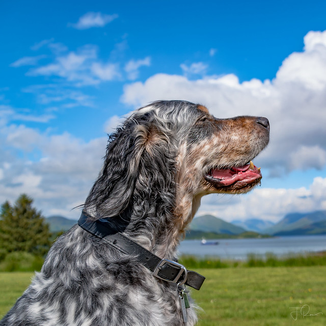 English Setter Pictures and Informations - Dog-Breeds.com
