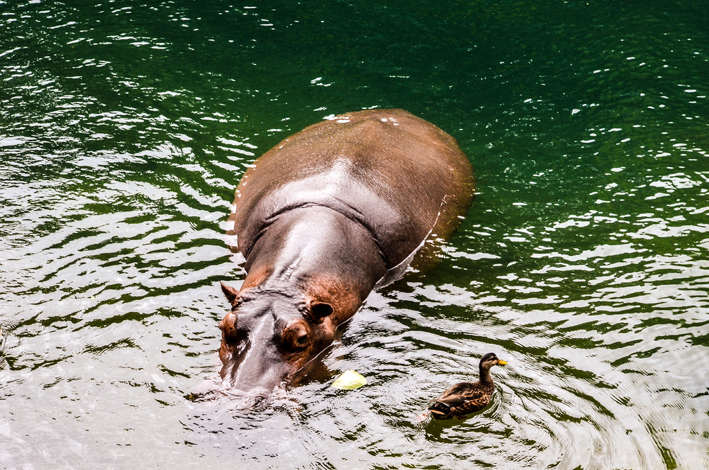 Hippo duck WAT AK