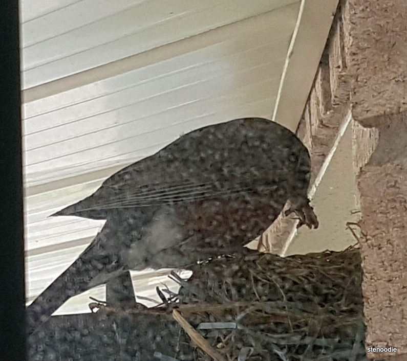  robin mother feeding in the nest