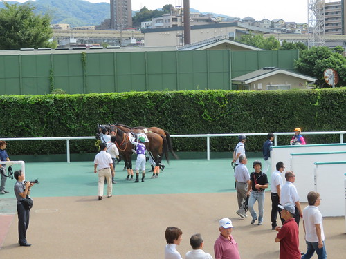 小倉競馬場の検量室前の着外の馬