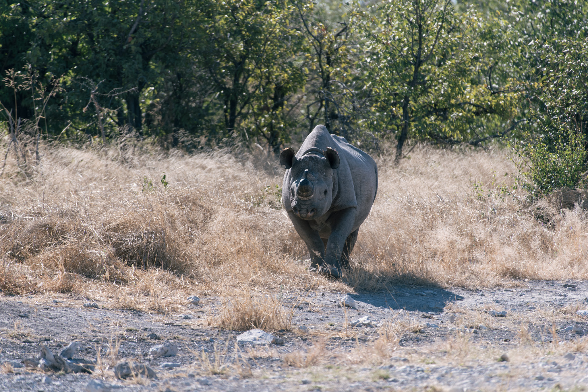 Walking rhino