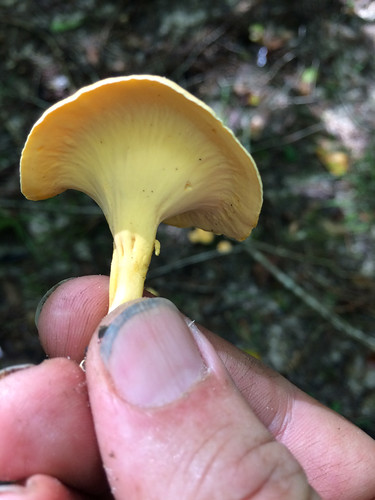 Mushroom - Chanterelles Cantharellus lateritius
