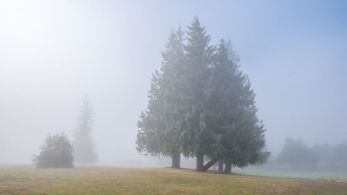 everett fog washington unitedstates us walterehallpark trinterphotos richtrinter
