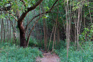 323 Wandeling naar grote Banyan Tree
