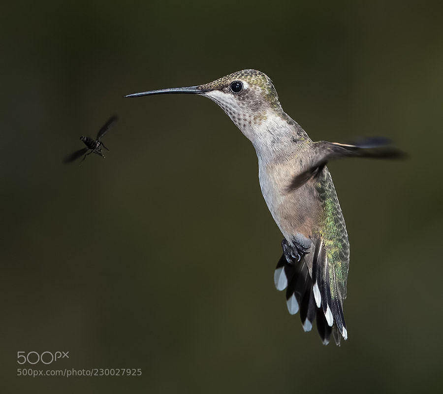 Hummingbird by ElizabethE | Kevin Seawright's WordPress Blog
