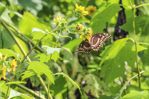 butterflies timmermantrail 2017 midlands lexingtoncounty summer cayce southcarolina unitedstates us