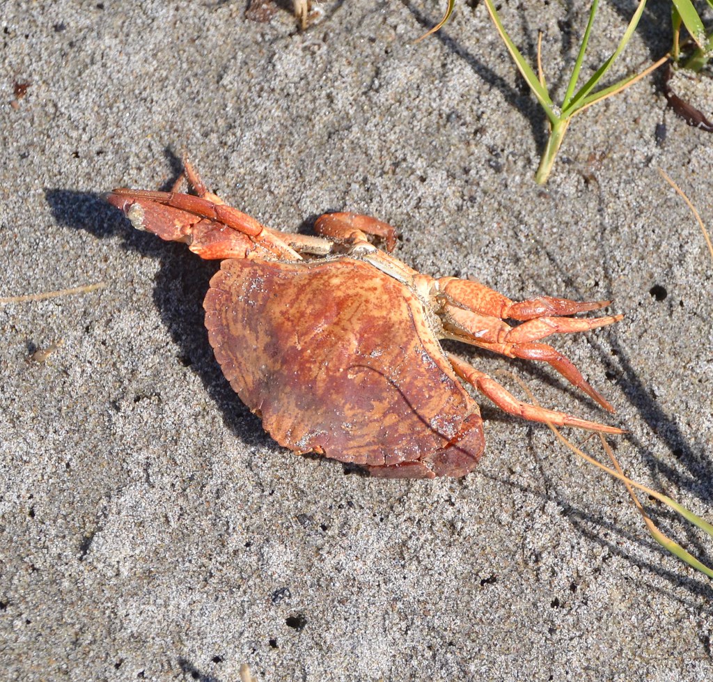 red rock crab juv
