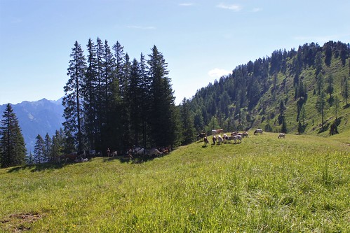 cows eating grass on Burtschasattel