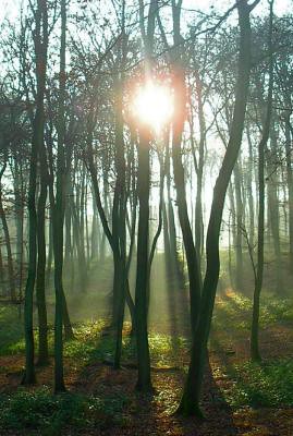 walk 51 Sun Through Misty Trees 